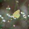 Alfalfa Butterfly (female)