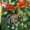 Black Swallowtail on Turkscap Lily.
