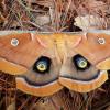 Polyphemus Moth on mixed pine litter in the morning.
