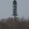 Pinus comunicaus (cell phone tower)