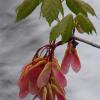 Red/Swamp Maple seeds