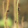 Sundew, Thread-leaved (Drosera filiformis)