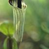 Jack-in-the pulpit, flower