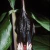 Jack in the Pulpit, flower
