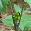 Jack in the Pulpit seeds ,red when mature