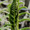 developing fern