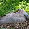 Sand Hill Crane on nest.  ok  ok at Salisbury Zoo
