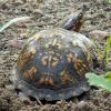 Eastern Box Turtle laying eggs   6-9-2013