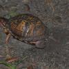 Eastern Box Turtle covering eggs 