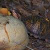 Eastern Box Turtle eating cantaloupe