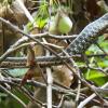 Eastern Garter Snake after a meal