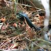 Black Snake with freshly caught frog