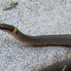 Ring-necked snake, just a little over a foot long.