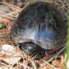 Eastern Mud Turtle female