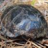 Eastern Mud Turtle female