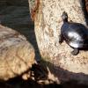 Eastern Painted Turtle on Beaver felled hardwood