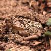  Fowler's Toad