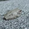 Cope's Gray Treefrog.  Protective coloration at it's best.