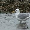 Herring Gull with oyster bar in the background