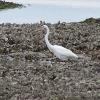 Great Egret on oyster bar
