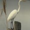 Great Egret "posing" for the camera