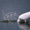 Great Egret catching a meal