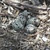 Killdeer nest on ground