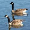 Pair of Canada Geese 