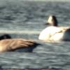 white Canada Goose (picture's a little weak, but it is for the record) 