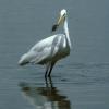 Great Egret with Bluegill