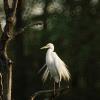 Snowy Egret breeding plumage