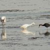 comparison of Great Egret, Snowy Egret and Little Blue Herons