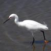 Snowy Egret, high breeding phase. This picture taken in mid-April.