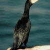 Great Cormorant (imm)