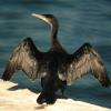Great Cormorant (imm)