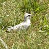 Least Tern fledgling
