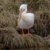 American White Pelican at Blackwater NWR on Eastern Shore of Maryland  1-3-2013