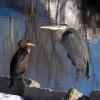 Odd couple - Double-crested Cormorant & Great Blue Heron