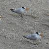 Winter plumage Royal Terns
