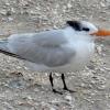 Royal Tern with some jewelry in place.